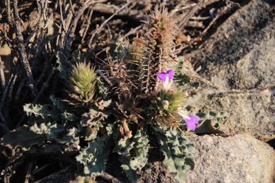 Acanthopsis dispermoides, photographed by Tony Rebelo