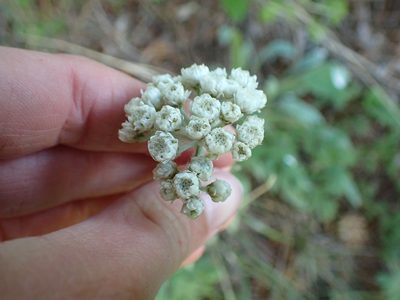 Antennaria anaphaloides, photographed by Ellyne Geurts