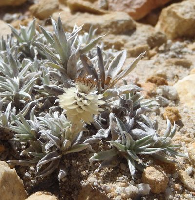 Helichrysum altigenum, photographed by Nicola van Berkel