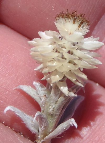 Helichrysum altigenum, photographed by Nicola van Berkel