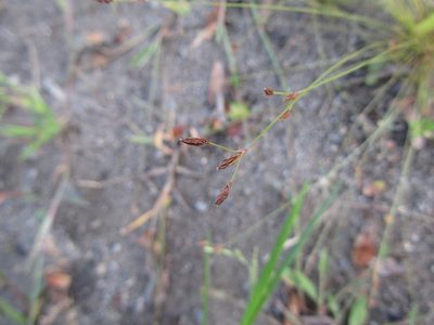 Bulbostylis capillaris, photographed by Luka S. (someplant)