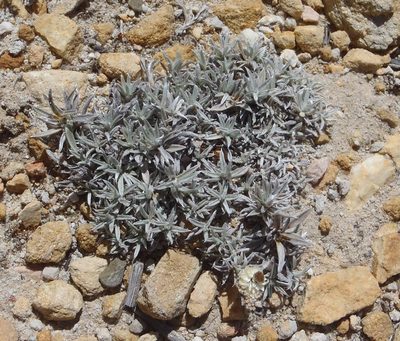 Helichrysum altigenum, photographed by Nicola van Berkel