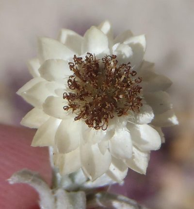 Helichrysum altigenum, photographed by Nicola van Berkel