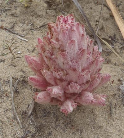 Hyobanche robusta, photographed by Nicola van Berkel