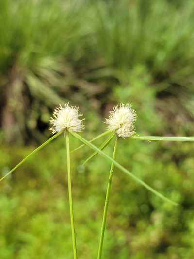 Cyperus richardii, photographed by Jay Horn