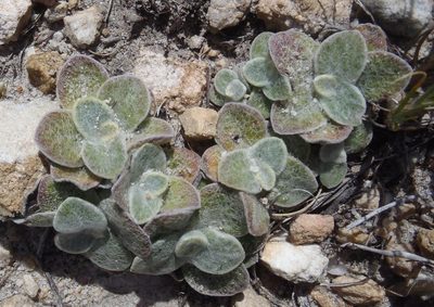 Syncarpha montana, photographed by Nicola van Berkel