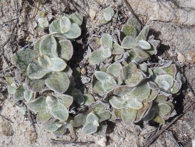 Syncarpha montana, photographed by Nicola van Berkel