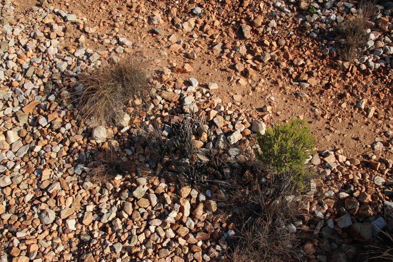 Euphorbia stolonifera, photographed by Tony Rebelo