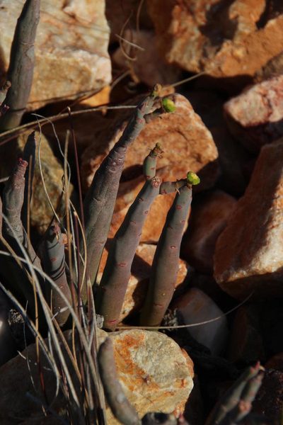 Euphorbia stolonifera, photographed by Tony Rebelo