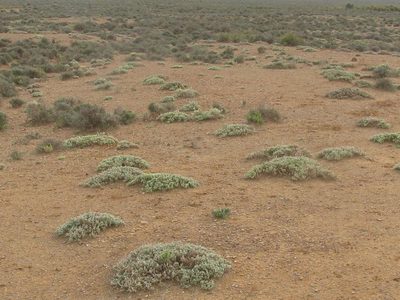 Mesembryanthemum vaginatum, photographed by douglaseustonbrown