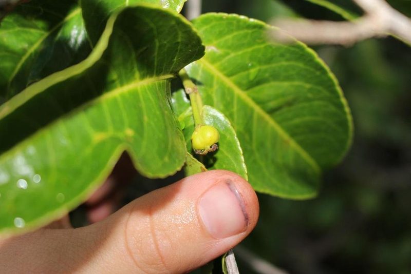 Shirakiopsis elliptica, photographed by Brian du Preez