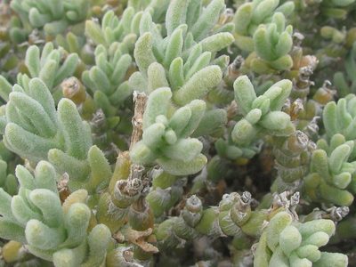 Mesembryanthemum vaginatum, photographed by douglaseustonbrown
