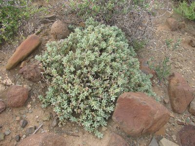 Mesembryanthemum vaginatum, photographed by douglaseustonbrown