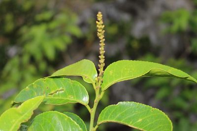 Shirakiopsis elliptica, photographed by Brian du Preez
