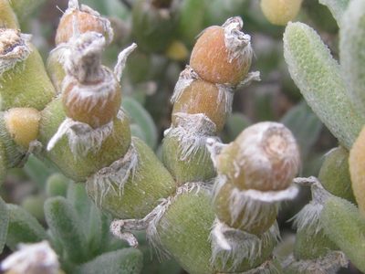 Mesembryanthemum vaginatum, photographed by douglaseustonbrown