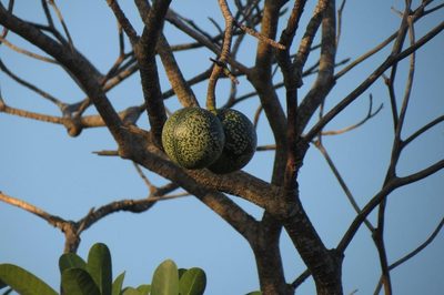 Voacanga thouarsii, photographed by Brian du Preez