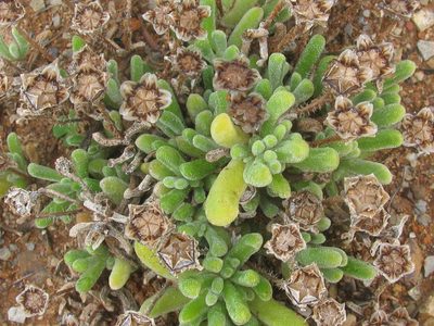 Drosanthemum framesii, photographed by douglaseustonbrown