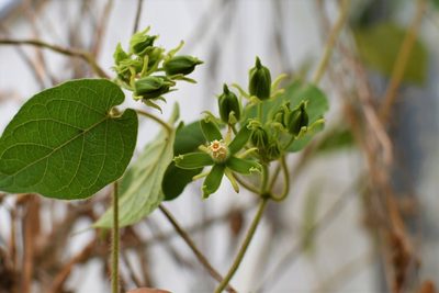 Gonolobus stenosepalus, photographed by Neptalí Ramírez Marcial