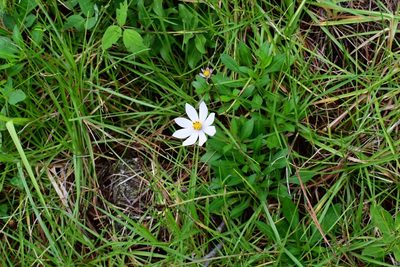 Cosmos diversifolius, photographed by Neptalí Ramírez Marcial
