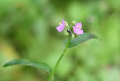 Tripogandra purpurascens, photographed by Neptalí Ramírez Marcial