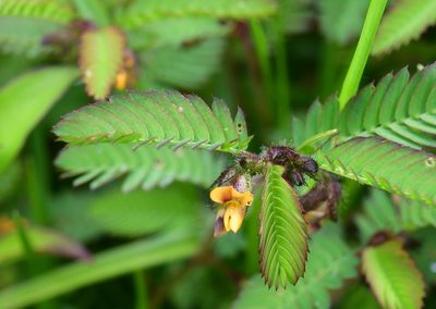 Aeschynomene villosa