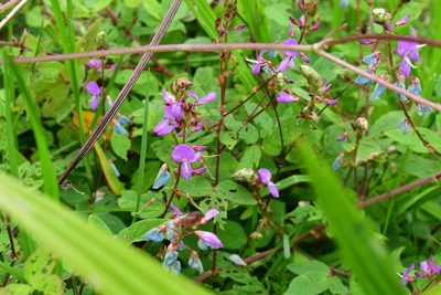 Desmodium pringlei, photographed by Neptalí Ramírez Marcial