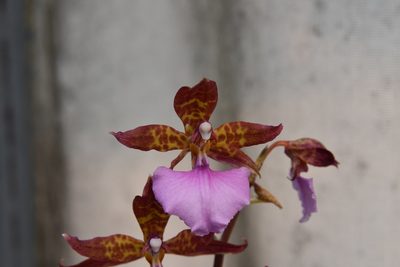 Rhynchostele bictoniensis, photographed by Neptalí Ramírez Marcial