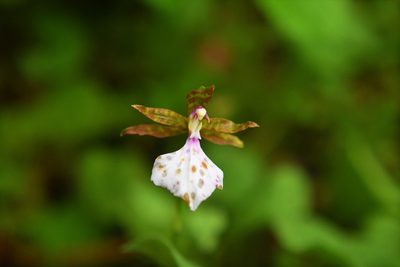 Rhynchostele bictoniensis, photographed by Neptalí Ramírez Marcial