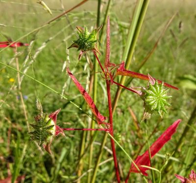 Anoda cristata, photographed by Andrew Tree