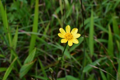 Ranunculus petiolaris, photographed by Neptalí Ramírez Marcial