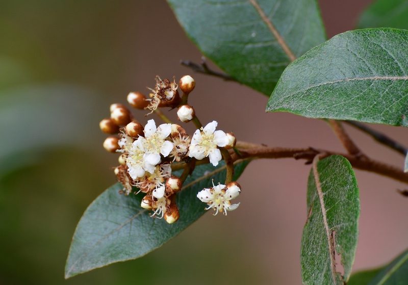 Phippsiomeles matudae, photographed by Neptalí Ramírez Marcial
