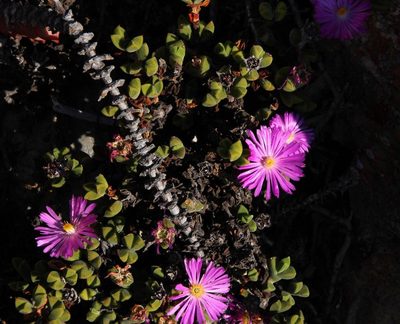 Braunsia apiculata, photographed by Tony Rebelo