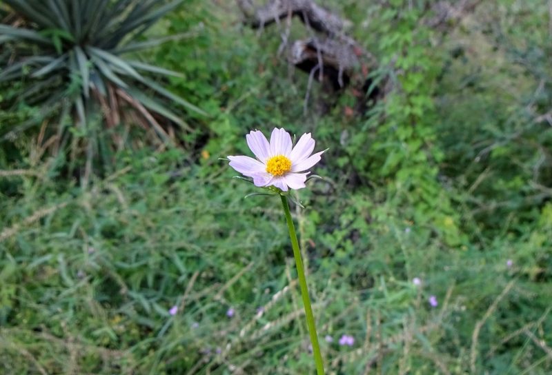 Cosmos parviflorus, photographed by Andrew Tree