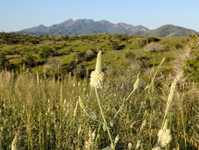 Dalea albiflora, photographed by Andrew Tree