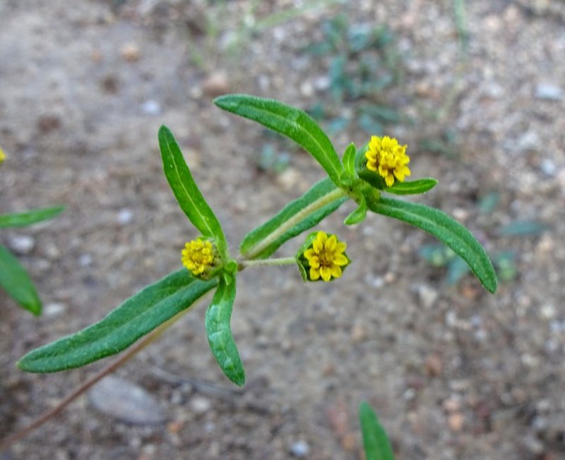 Melampodium strigosum, photographed by Andrew Tree