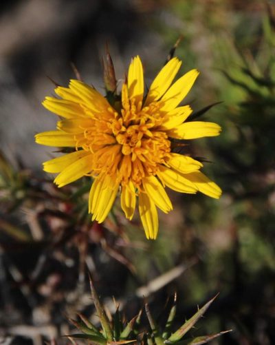 Cullumia patula, photographed by Tony Rebelo