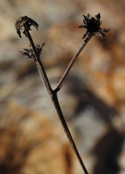 Caputia scaposa, photographed by Tony Rebelo