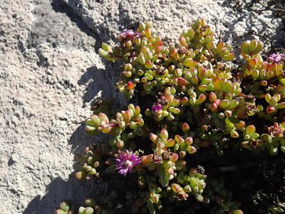Oscularia steenbergensis, photographed by James Deacon