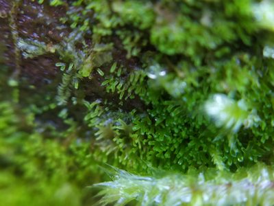Riccardia palmata, photographed by carnifex