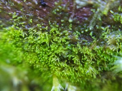 Riccardia palmata, photographed by carnifex