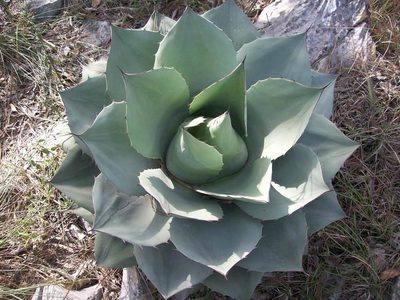 Agave ovatifolia, photographed by Raúl Ernestoo