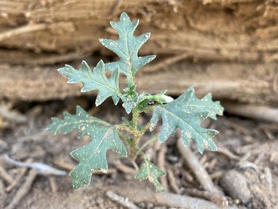 Solanum triflorum, photographed by Bobby McCabe