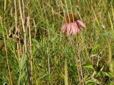 Echinacea purpurea, photographed by Tom Lazar