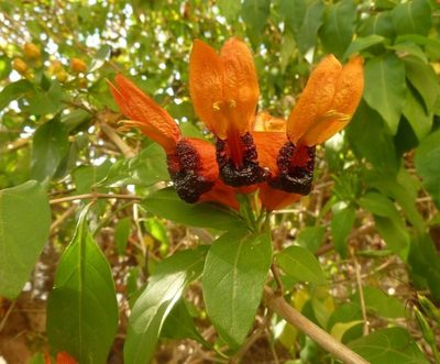 Ruttya fruticosa, photographed by M Kriek