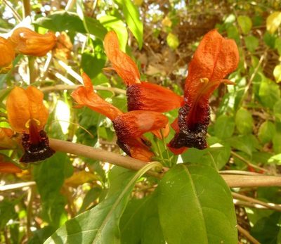Ruttya fruticosa, photographed by M Kriek