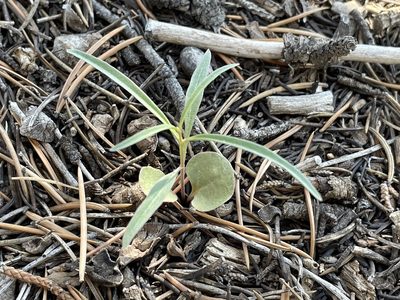 Mirabilis linearis, photographed by Bobby McCabe