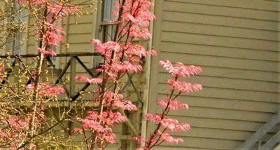 Toona sinensis, photographed by Andrea Gantzer