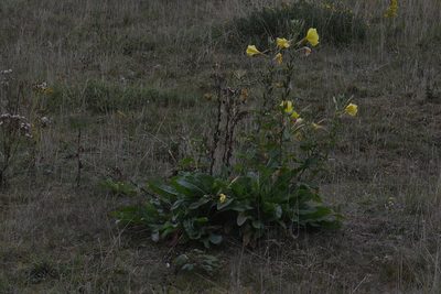 Oenothera glazioviana, photographed by Matthew Vosper