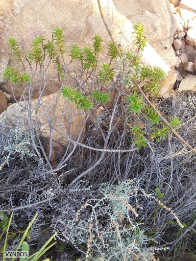 Cliffortia ceresana, photographed by Chris Vynbos