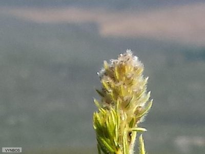Phylica excelsa, photographed by Chris Vynbos